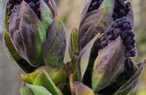Cozy Cabin, near Mosier and Hood River - Foto 20