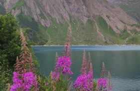 Il fiore di pietra - Foto 9