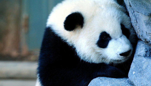 Journée complète à Chengdu : Découverte exceptionnelle des pandas - Visite privée - Photo 3