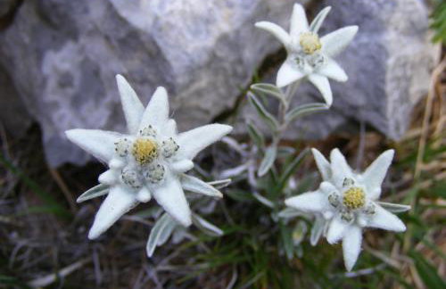 Apartamento con encanto en el Pirineo - Foto 25