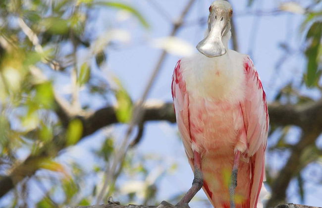 Quepos Food Tour & Cooking Class - Photo 8