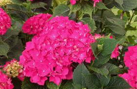 Agriturismo Ai Progni - Foto 20