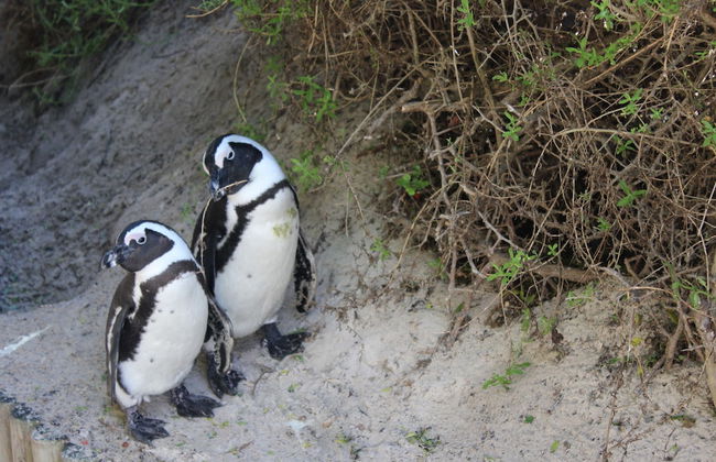 Boulders Beach House - Foto 9