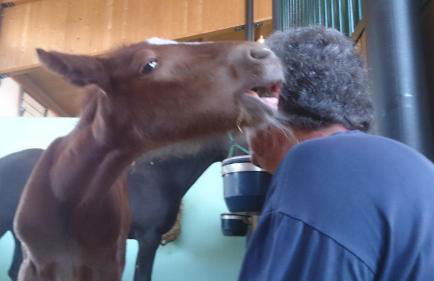 Allevamento B&B - Foto 83