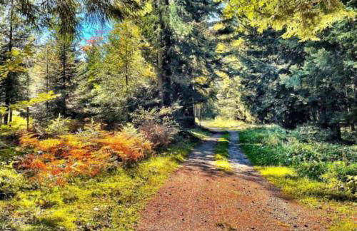 Gemütliches Apartment am Kurhaus in Dobel - Foto 35