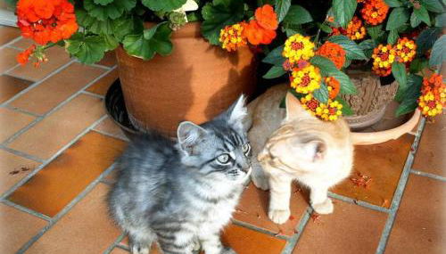 Demelhof Urlaub auf dem Bauernhof - Foto 5