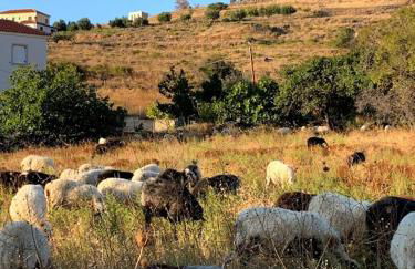 Vrisaki 81400, Lemnos Island - Foto 36