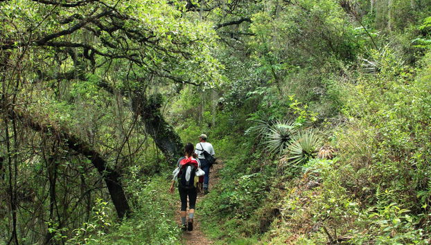 Hiking in the Sierra Norte in Oaxaca - Foto 2