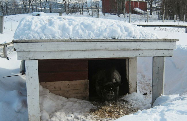 6 Person Holiday Home in Hamnvik - Foto 27