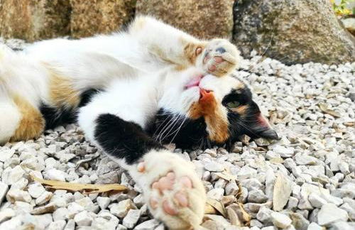 Quinta Terramadome: Dome incomum & responsável - Foto 21