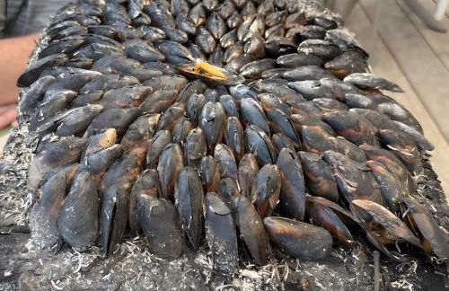 Mobilhome Tamaris 4 personnes - Foto 8