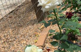 Pousada Villa Cachoeira - Foto 43