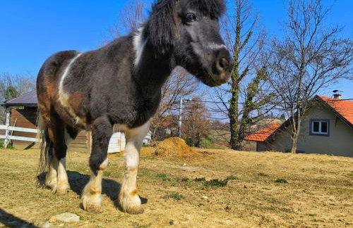 Discover the magic of nature - Foto 30