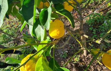 Azienda Agrituristica La Janna di la Faj - Foto 22