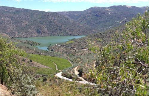 Anjú-Pardal - Foto 69