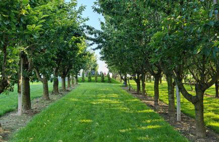 Domki w Winnicy - Świętokrzyska Winnica Knapów - Foto 54