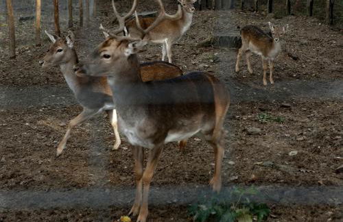 CHALET NEL BOSCO - TENUTA BOCCHINERI - Photo 25