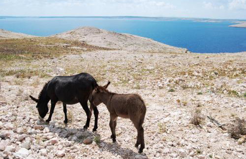 Galapagus privat beach & boat dock - Foto 39
