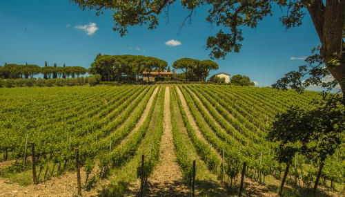 Fattoria di Magliano Winery - Foto 3