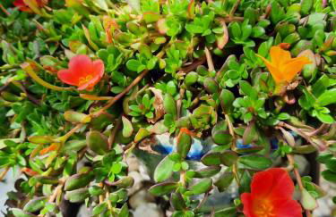 En bord de rivière - Foto 62