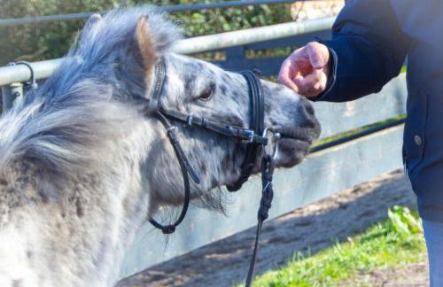 Staberhuk Baben - großer sonniger Balkon - XL Wohnung - Foto 31