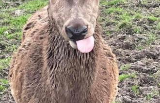 Loch Shin Glamping Pods - Foto 25