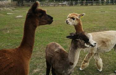 Birch Cottage with private wood fire hot tub - Foto 10