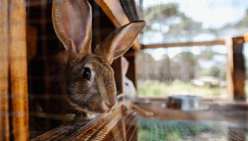 Las HORTENSIAS casa rural en el campo - Foto 2