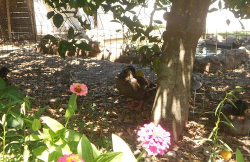 Monte das Galhanas - Foto 48