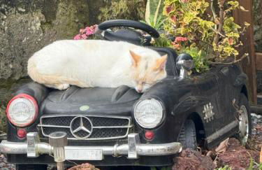 Quinta da Carlota - Photo 32