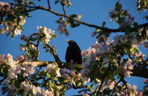 Ferienwohnung in Roetgen am RAVel-Radweg Hike & Bike & Business - Foto 25