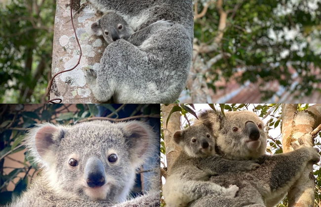 Whispering Valley Cottage Retreat - Photo 46