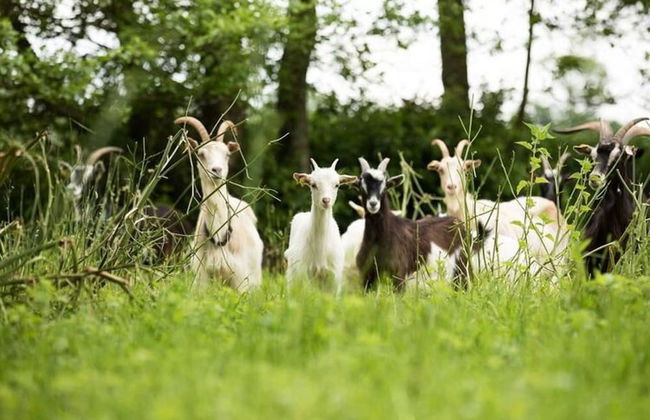 Manor in Cotentin With Historic Charm - Foto 29