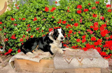 Panorama Studio im Schwarzwald - Foto 31