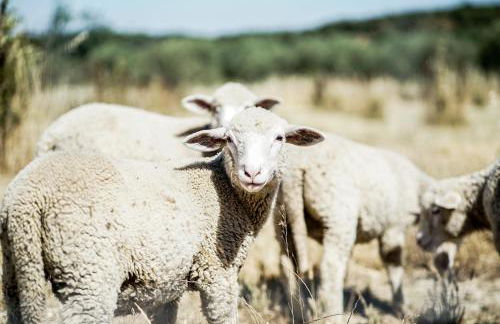 Casas de Santa Rita - Foto 9