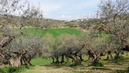 Antico Frantoio - Country House - Foto 5