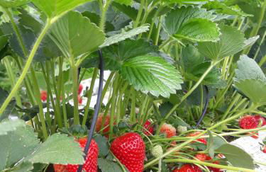 Agriturismo Tenuta Valletti. - Foto 61