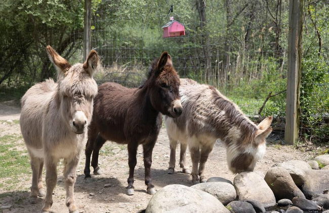 Modern Farm Home 2hr NYC BOS Peaceful Wifi - Foto 38