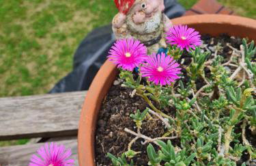 Happy Sparrow - Foto 79