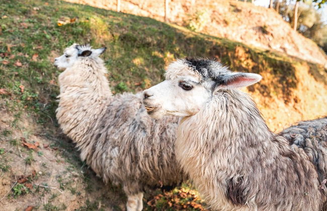 Farmhouse in Tuscany With Pool & Near Montecastello - Foto 21
