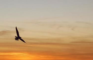 FRAMANTIS App No 6 - Photo 17