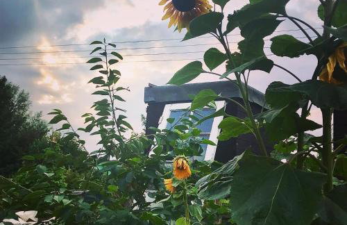 Melford Allotment Shed-Vintage Lodge Suffolk - Foto 19