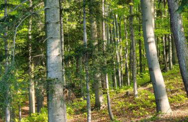 MICHAŁÓWKA - Domek w Górach przy Lesie - Energylandia - Foto 42