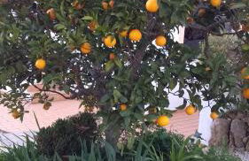 Feliz Apartments - Foto 65