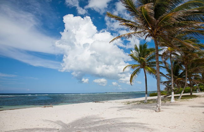 Sea Grape - Photo 30