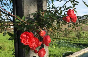 Quinta do Pinheiro - Foto 41