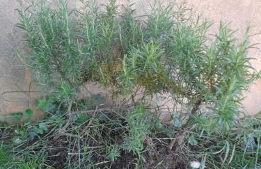 La Vista Sul Castello - Photo 14