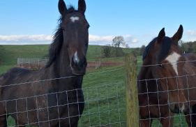 Tarnside Cottages - Foto 32