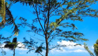 Paraíso dos Corais - Casa 40 - Foto 5