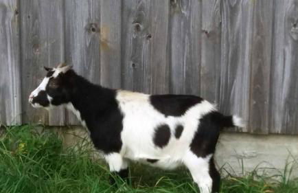 Bauernhaus Markus Köpf - Foto 25